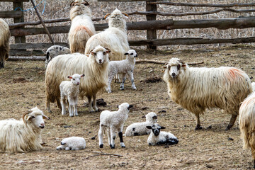 Young lambs with their mothers