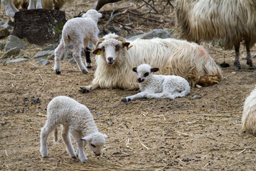 Naklejka premium Young lambs with their mothers