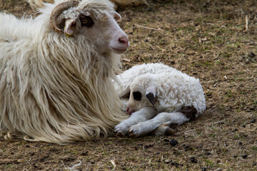 Young sheep in the pasture