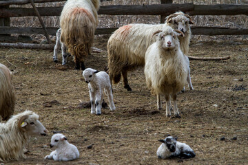 Naklejka premium Young lambs with their mothers
