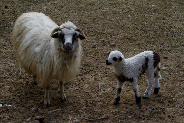 Young sheep in the pasture