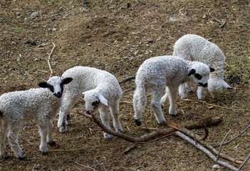 Young lambs in the pasture