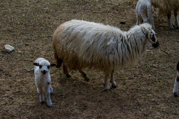 Young sheep with mother