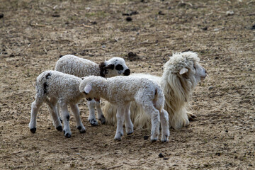 Young lambs