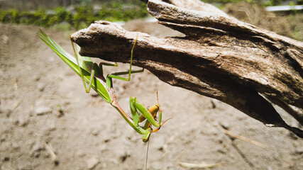 The grasshopper is one of the few insects that can turn its head