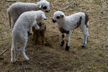 
Young lambs