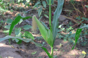 Indian native maize growing