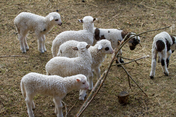 Fototapeta premium Young lambs