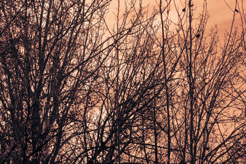 Silhouettes of bare branches of trees at dusk on the background of sunset. Selective focus, shooting against the light.
