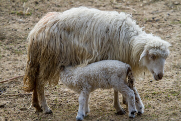 Lambs in the pasture