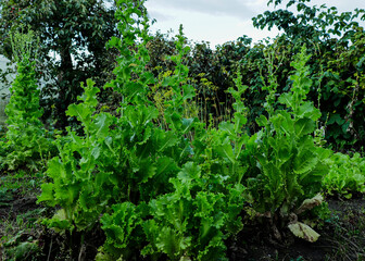 The organic Green Cos Lettuce in the home garden in the evening. Fresh vegetabila in the garden. Healthy food for weight lost concept. Hight fiber and High vitamin. Green salad. top view.