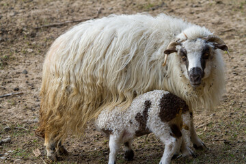 Lambs in the pasture