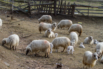 Young lambs with their mothers