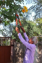 An Indian farmer pruning trees with the help of cutters