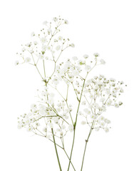 Few twigs with small white flowers of Gypsophila (Baby's-breath)  isolated on white background. - 401354228