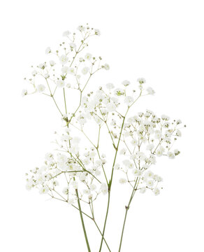 Few twigs with small white flowers of Gypsophila (Baby's-breath) isolated  on white background. Stock Photo | Adobe Stock