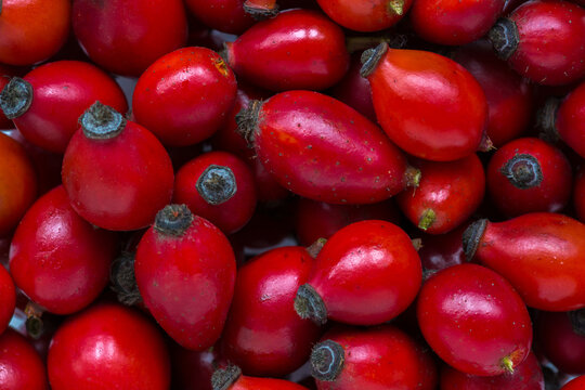 Close-up of rose hips. Selective focus. Flat lay