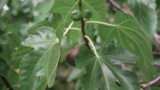 A closeup of ripening figs on a tree branch in a garden shot in 4K