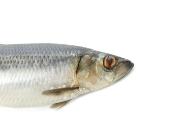 Fresh herring fish isolated on white background