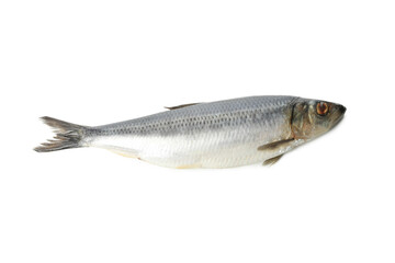 Fresh herring fish isolated on white background