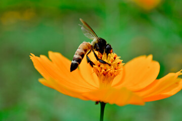 Bee on a flower