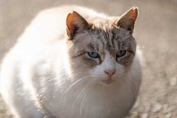 のんびり過ごす猫