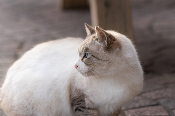 のんびり過ごす猫