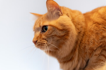 見つめる猫　茶トラ猫