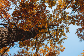 Fototapeta premium the top of an autumn tree against a blue sky