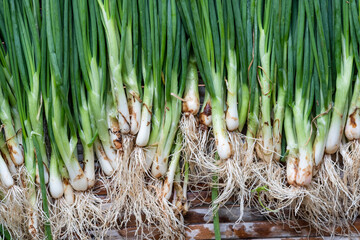 Full Frame Shot Of Green Spring Onions With Root