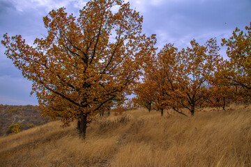 Obraz premium trail through the autumn forest high on the mountain