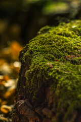 moss on a stump in the autumn forest