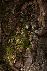 moss on the bark of an old oak tree