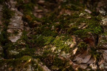 moss on the bark of an old oak tree