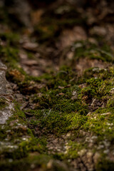 Fototapeta na wymiar moss on the bark of an old oak tree