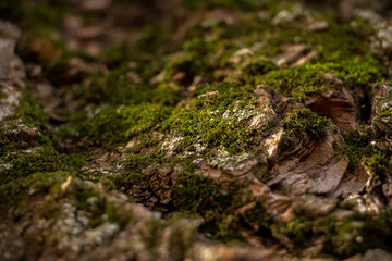 moss on the bark of an old oak tree