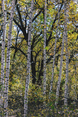 birch trees in the summer forest on the background of oak