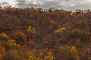 autumn forest with cloudy weather
