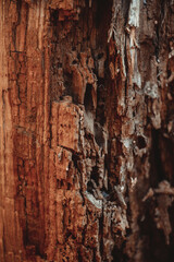 a tree trunk eaten by termites