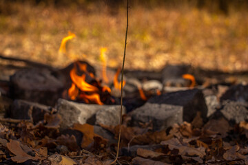 twig on the background of the fire