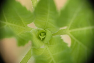 Closeup of Lemon Sunflower in the garden.