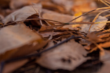 autumn foliage on the ground, macro