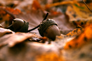 acorn on autumn leaves deep in the forest