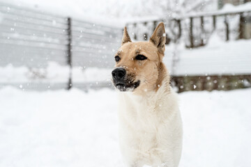 Beautiful mixed breed dog playing in the snow