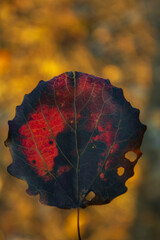The colors of autumn on the fallen leaf