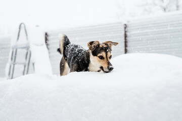 Adorable mixed breed dog playing in the snow in the backyard