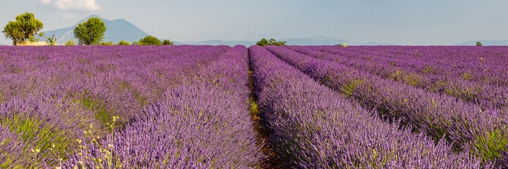 Fototapeta na wymiar Lavender field in Provence, colorful landscape in spring