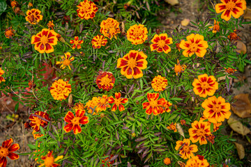 Цветы разные осенние, городские