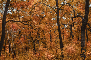 deep in the impenetrable autumn forest