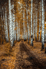 tunnel of birch trees in the autumn forest far beyond the city